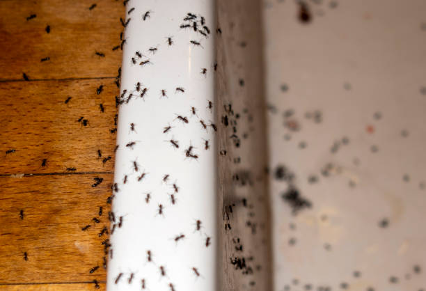 Best Emergency Pest Control  in Troy, OH