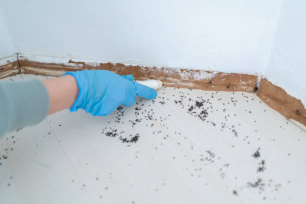 Best Flea Control Services  in Troy, OH